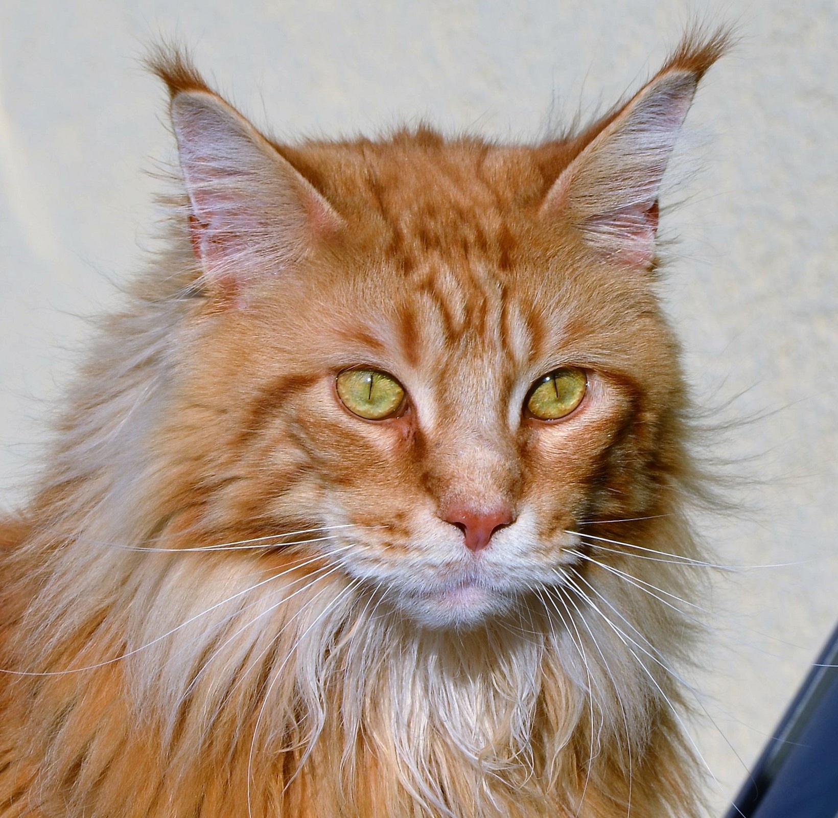 Kaluvis: brauche Hilfe wegen Bildqualität / bzw. weiteren Terminen