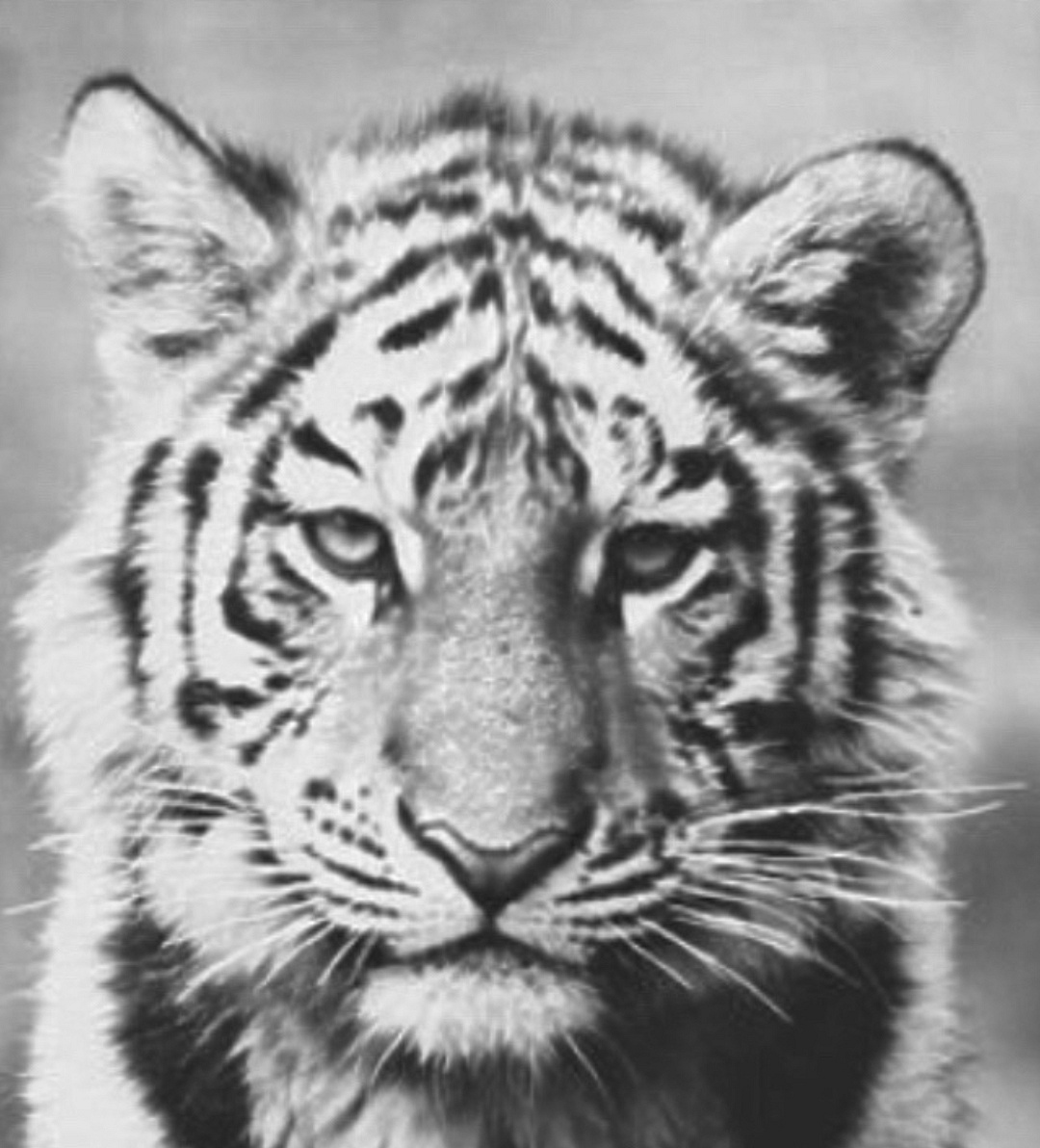 Nowayout: Kann dieses Tiger-Tattoo verbessert werden?