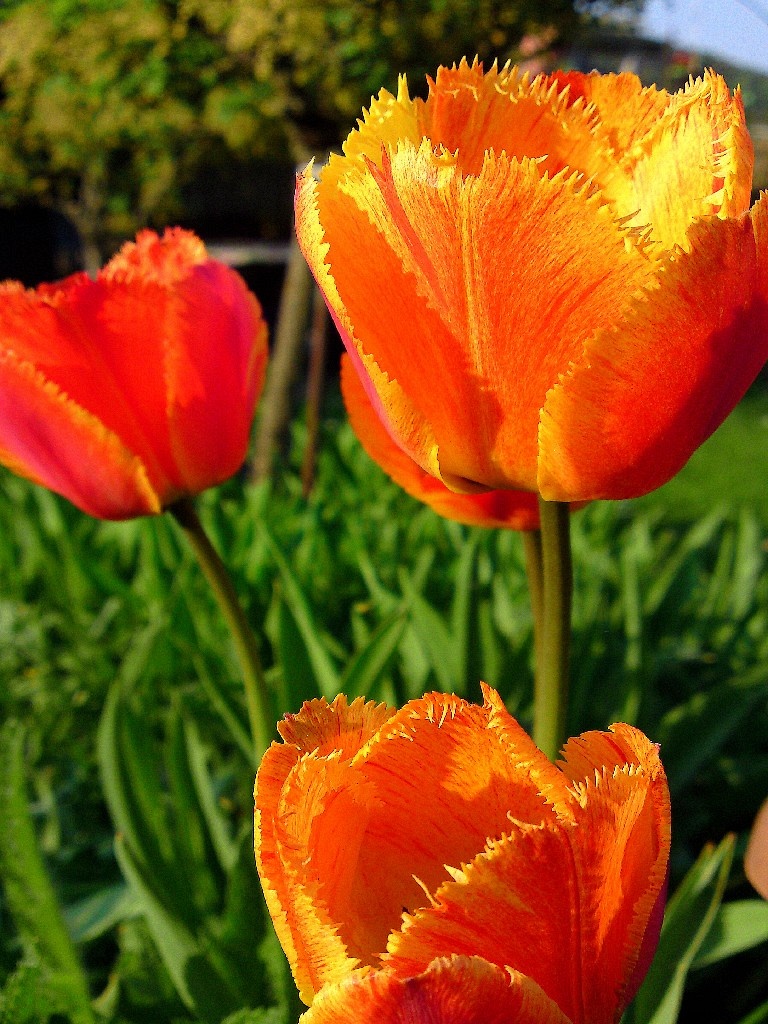 Gast: vorstellen? oh okaay ;)