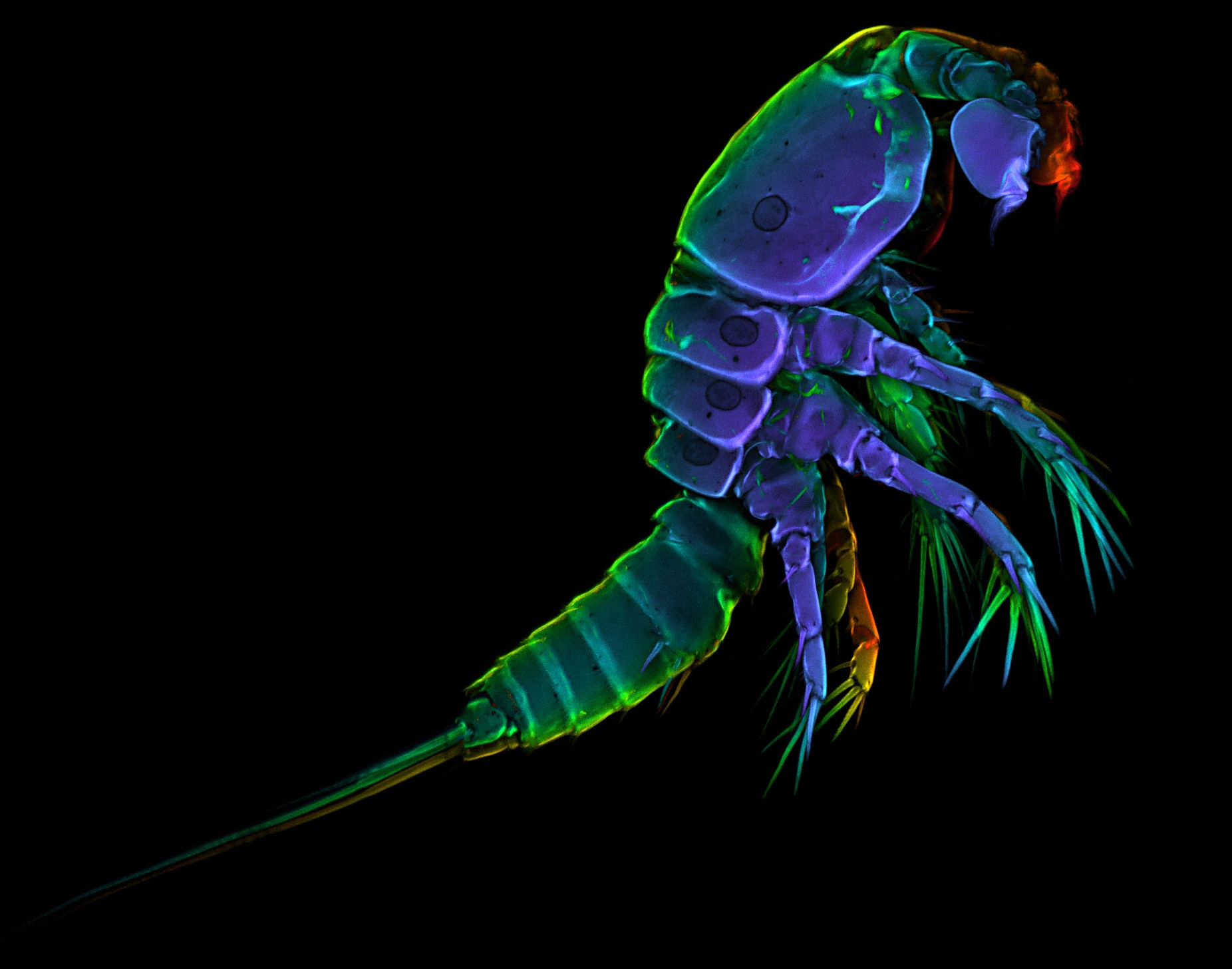 Ednukru: Erstes Tattoo. Krebstier auf Wade. Vorlage und Erweiterungsideen.