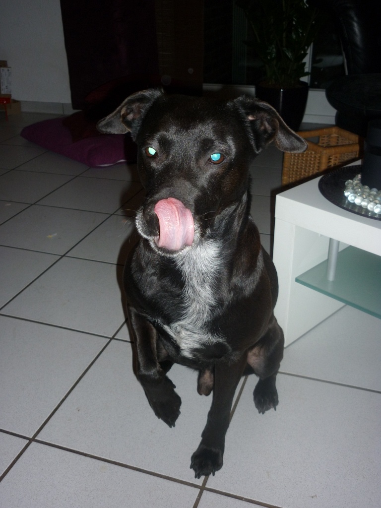 LaJenny: mein hund im comic-style....