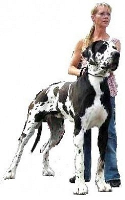 doggebodyguard: ein freundliches Hallo