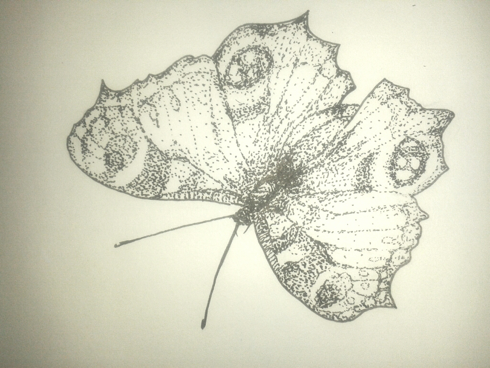 Sa...Brina: Potenzial? Oder Pusteblume?