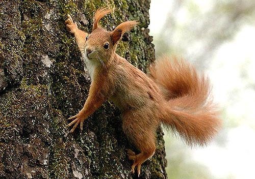 SB_1980: Weltenbaum einmal anders - bitte um eure Meinung