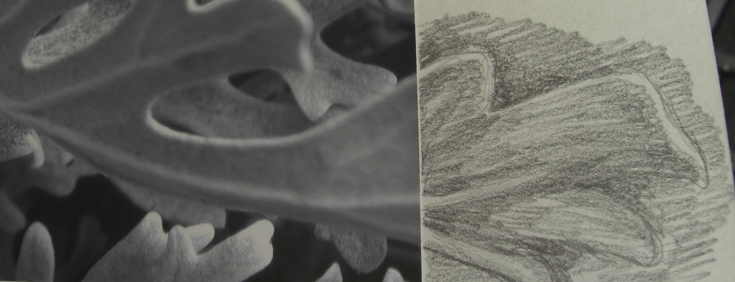 Sa...Brina: Potenzial? Oder Pusteblume?