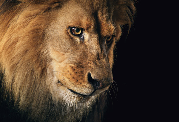 akahlan: Planung eines Oberarmsleeves EDIT