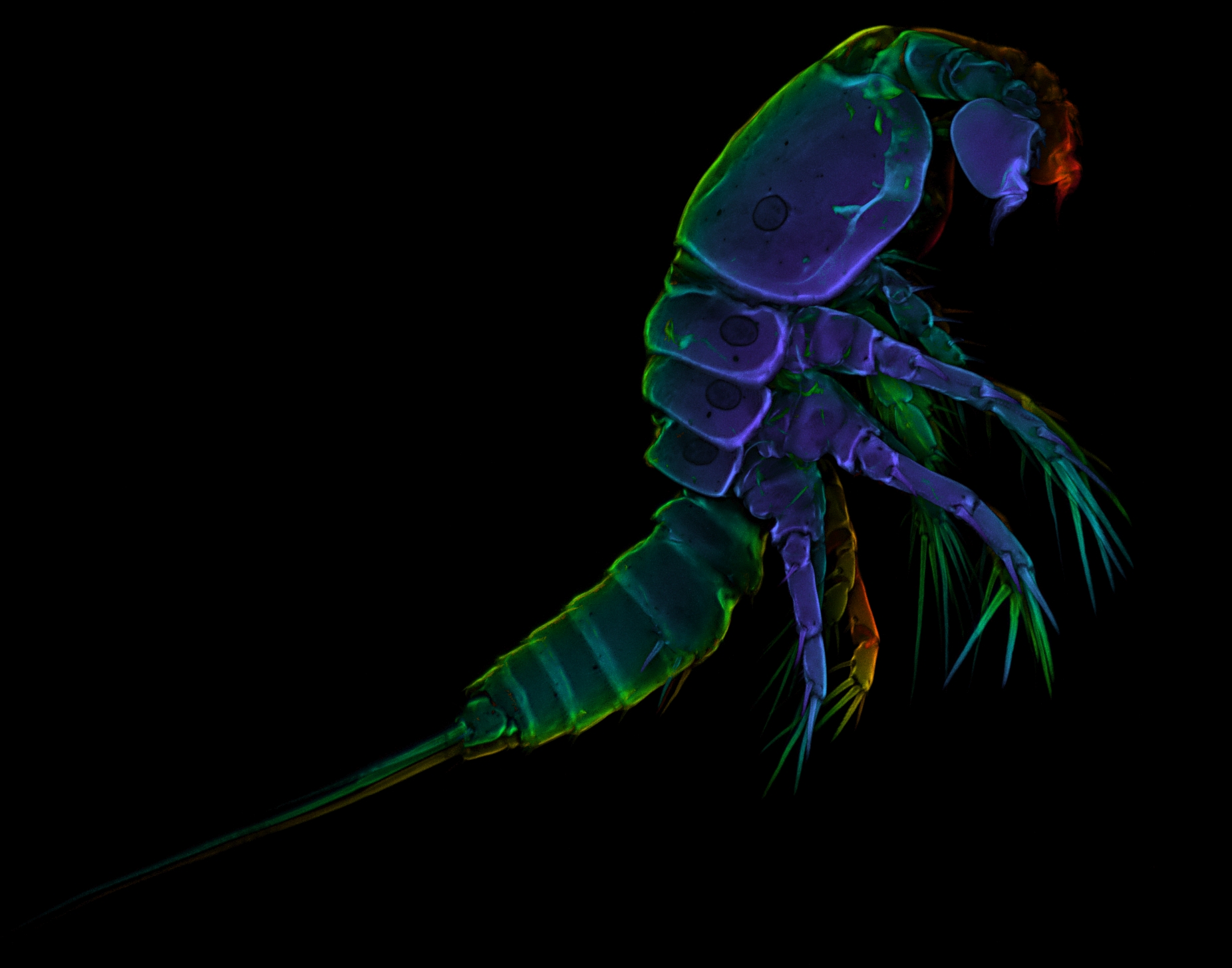 Ednukru: Erstes Tattoo. Krebstier auf Wade. Vorlage und Erweiterungsideen.