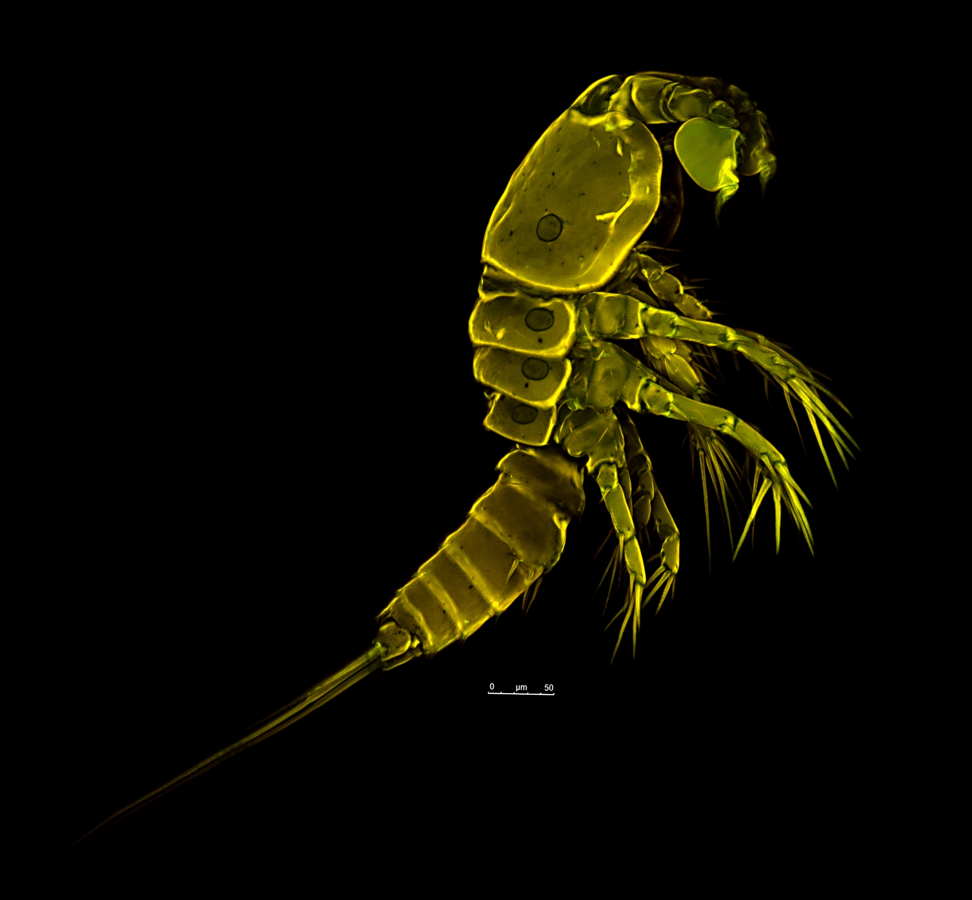 Ednukru: Erstes Tattoo. Krebstier auf Wade. Vorlage und Erweiterungsideen.