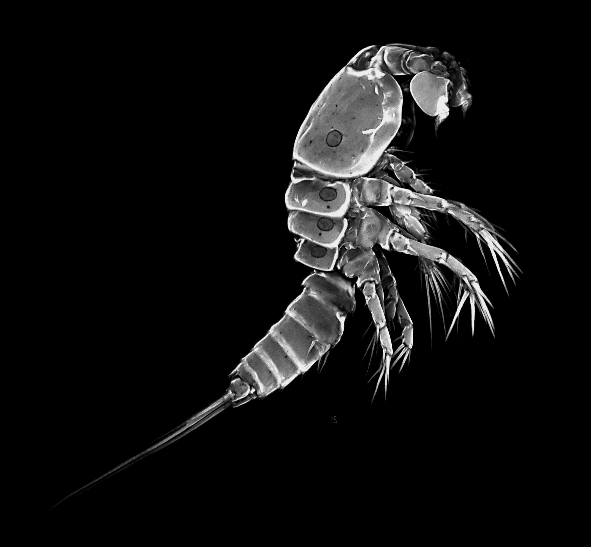 Ednukru: Erstes Tattoo. Krebstier auf Wade. Vorlage und Erweiterungsideen.