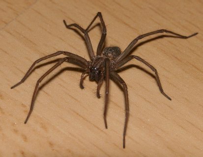 Fauna: Spinne