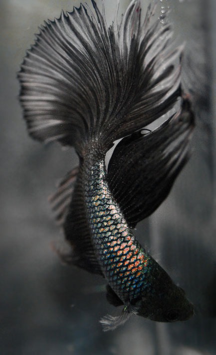 BrighterLights: Oberarmtattoo schwarz-weiß